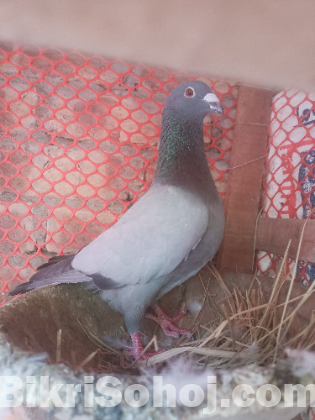 রেসার কবুতর